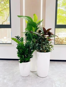 宁波余姚花卉出租，服务贴心，打造迷人绿植环境！